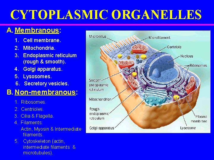 CYTOPLASMIC ORGANELLES A. Membranous: 1. Cell membrane. 2. Mitochondria. 3. Endoplasmic reticulum (rough &