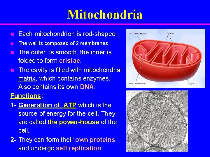 Mitochondria Each mitochondrion is rod-shaped. n The wall is composed of 2 membranes. n