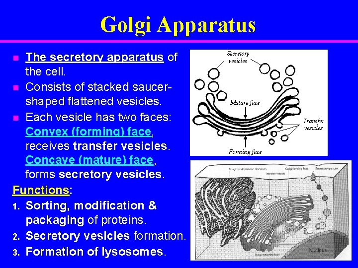 Golgi Apparatus The secretory apparatus of the cell. n Consists of stacked saucershaped flattened
