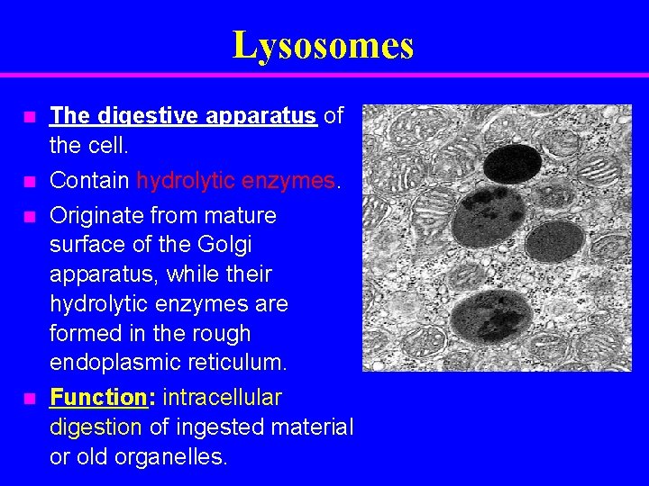 Lysosomes n n The digestive apparatus of the cell. Contain hydrolytic enzymes. Originate from