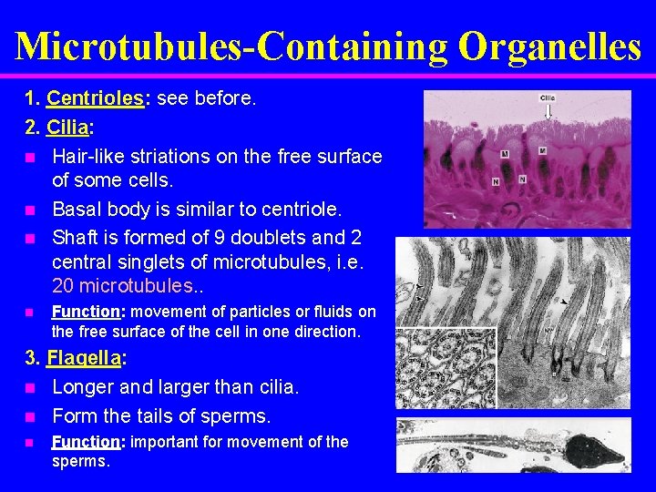 Microtubules-Containing Organelles 1. Centrioles: see before. 2. Cilia: n Hair-like striations on the free