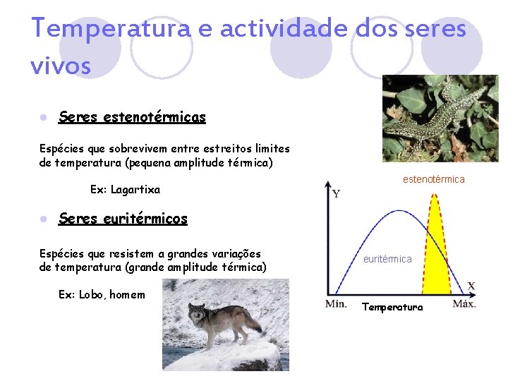 Temperatura e actividade dos seres vivos l Seres estenotérmicas Espécies que sobrevivem entre estreitos