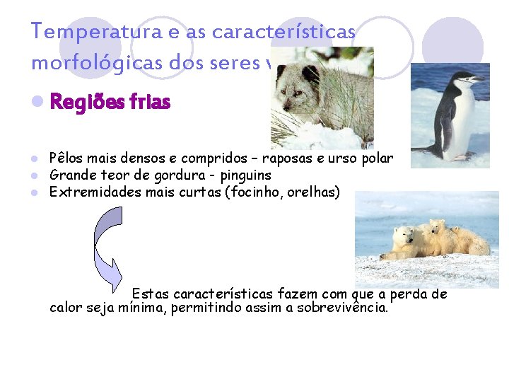 Temperatura e as características morfológicas dos seres vivos l Regiões frias l l l