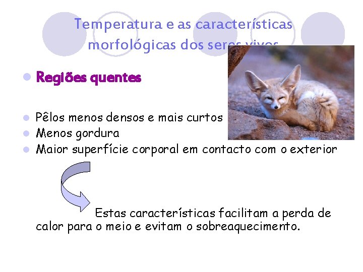 Temperatura e as características morfológicas dos seres vivos l Regiões quentes Pêlos menos densos