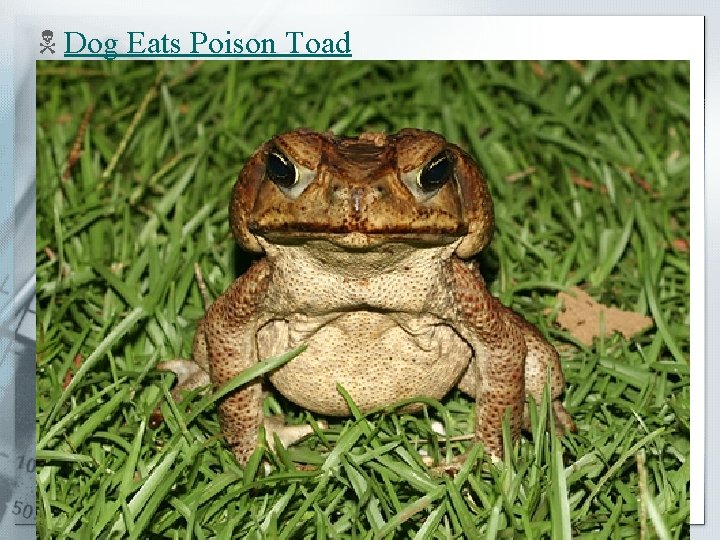 N Dog Eats Poison Toad 