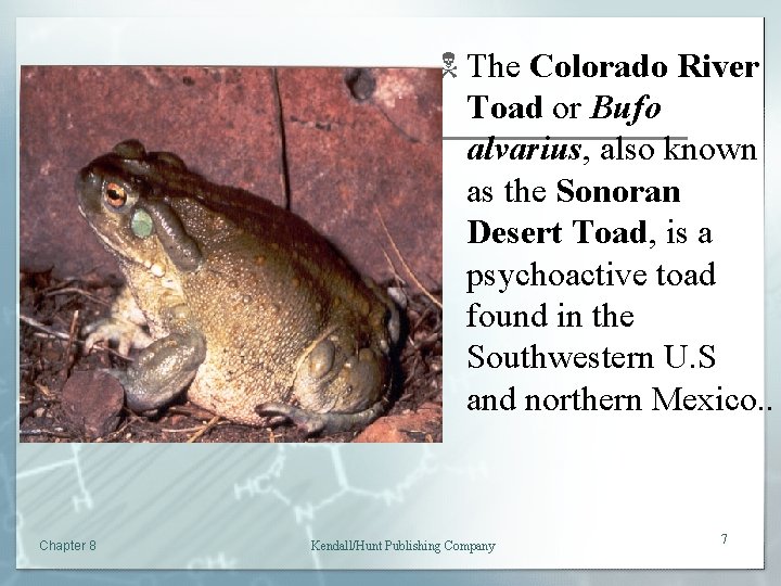 N The Colorado River Toad or Bufo alvarius, also known as the Sonoran Desert