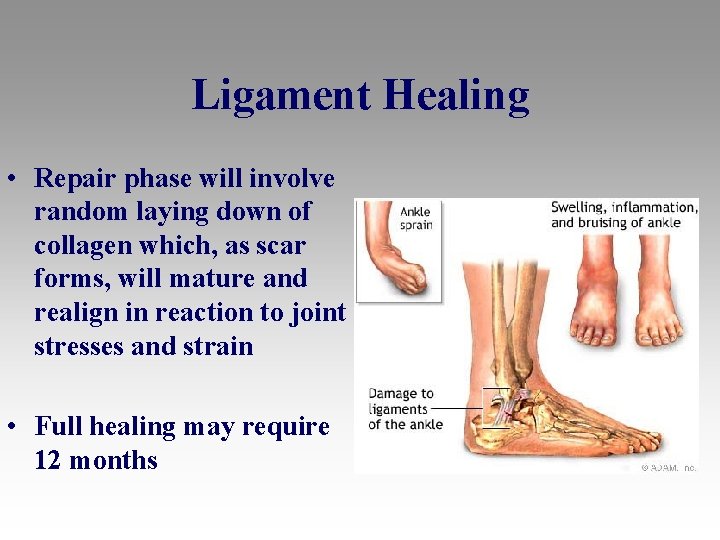 Ligament Healing • Repair phase will involve random laying down of collagen which, as