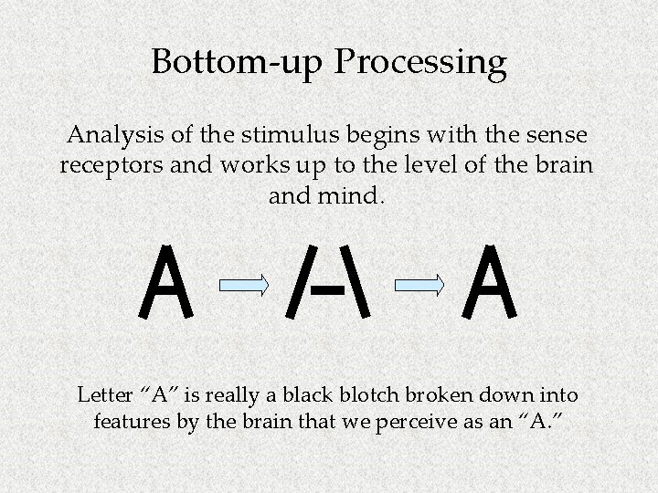 Bottom-up Processing Analysis of the stimulus begins with the sense receptors and works up