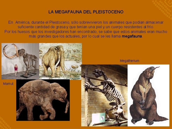 LA MEGAFAUNA DEL PLEISTOCENO En América, durante el Pleistoceno, sólo sobrevivieron los animales que