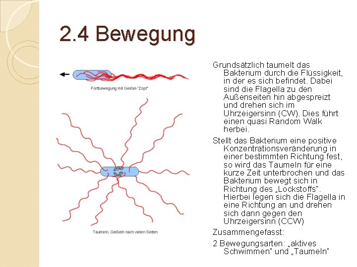 2. 4 Bewegung Grundsätzlich taumelt das Bakterium durch die Flüssigkeit, in der es sich