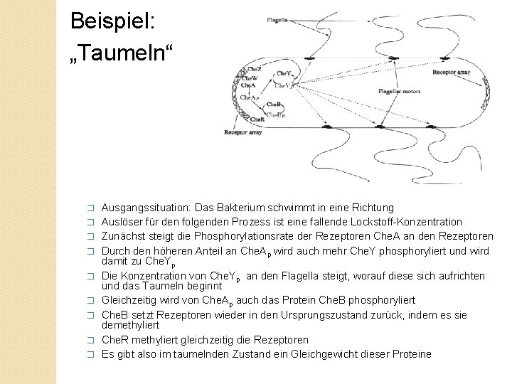 Beispiel: „Taumeln“ � � � � � Ausgangssituation: Das Bakterium schwimmt in eine Richtung