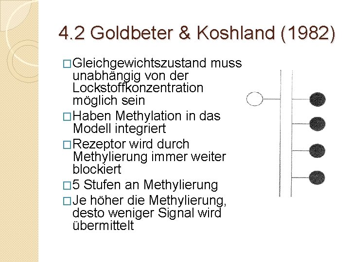 4. 2 Goldbeter & Koshland (1982) �Gleichgewichtszustand muss unabhängig von der Lockstoffkonzentration möglich sein
