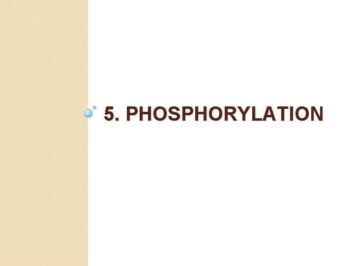 5. PHOSPHORYLATION 