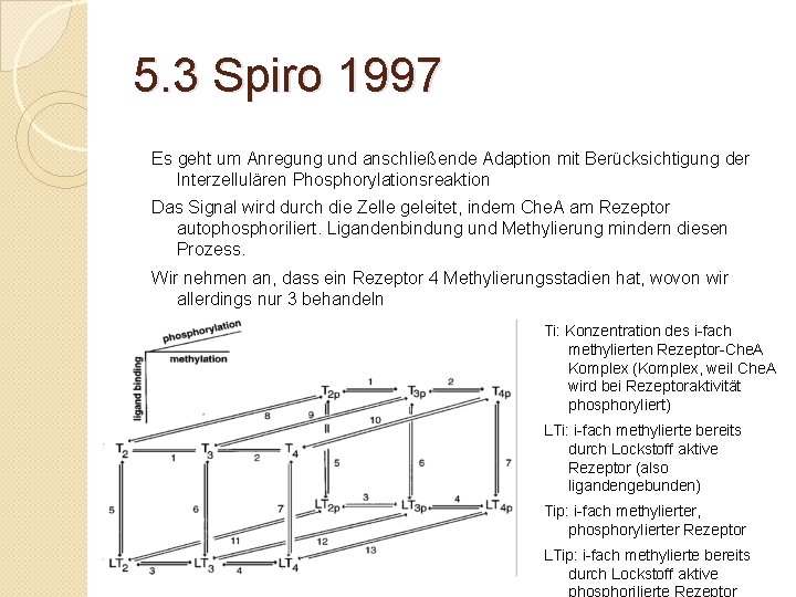 5. 3 Spiro 1997 Es geht um Anregung und anschließende Adaption mit Berücksichtigung der