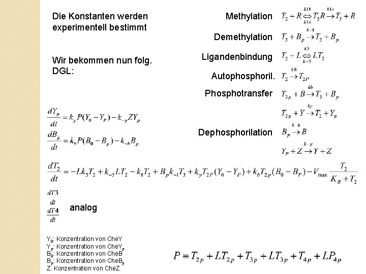 Die Konstanten werden experimentell bestimmt Wir bekommen nun folg. DGL: Methylation Demethylation Ligandenbindung Autophosphoril.