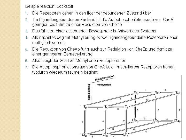 Beispielreaktion: Lockstoff 1. Die Rezeptoren gehen in den ligandengebundenen Zustand über 2. Im Ligandengebundenen