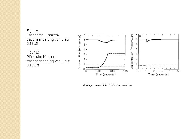 Figur A: Langsame Konzentrationsänderung von 0 auf 0. 16μM Figur B: Plötzliche Konzentrationsänderung von