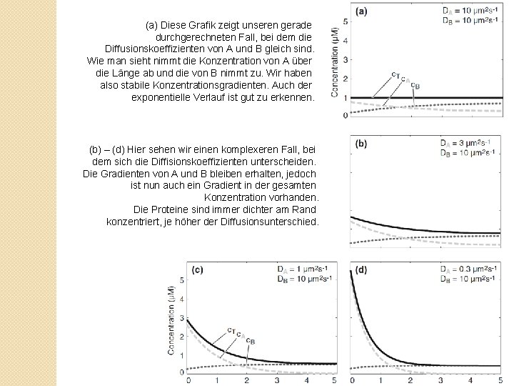 (a) Diese Grafik zeigt unseren gerade durchgerechneten Fall, bei dem die Diffusionskoeffizienten von A