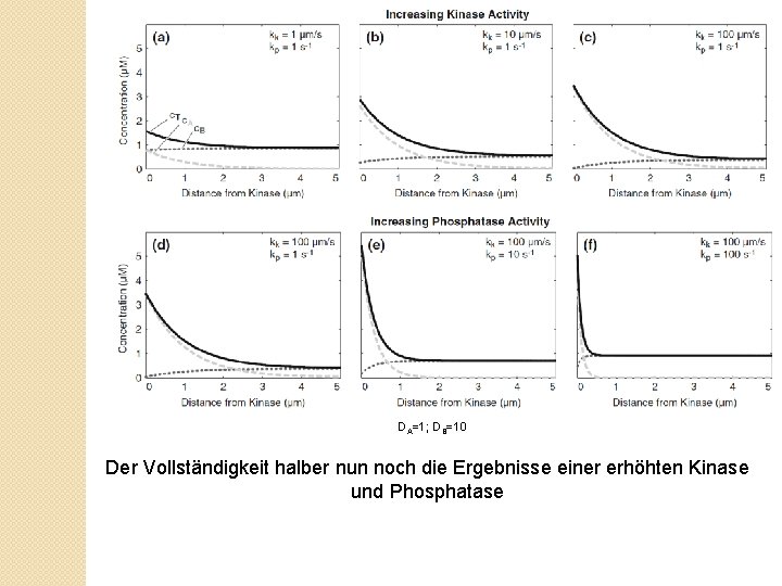 DA=1; DB=10 Der Vollständigkeit halber nun noch die Ergebnisse einer erhöhten Kinase und Phosphatase