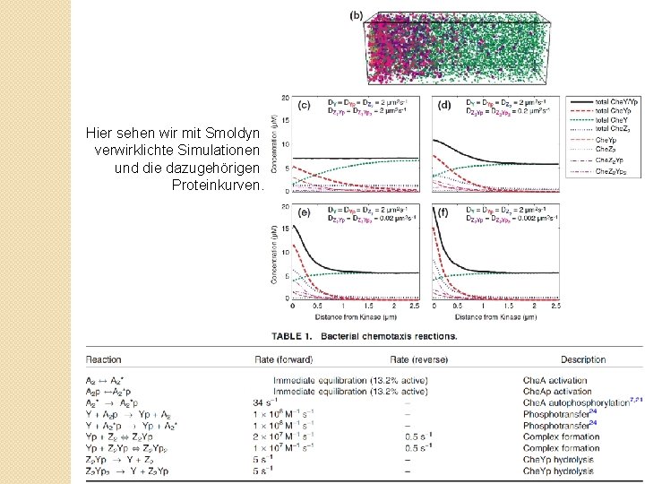 Hier sehen wir mit Smoldyn verwirklichte Simulationen und die dazugehörigen Proteinkurven. 