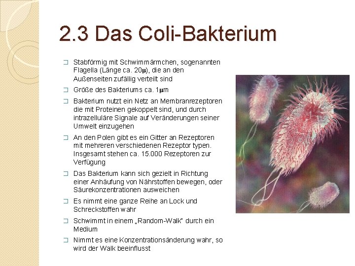 2. 3 Das Coli-Bakterium � Stabförmig mit Schwimmärmchen, sogenannten Flagella (Länge ca. 20μ), die