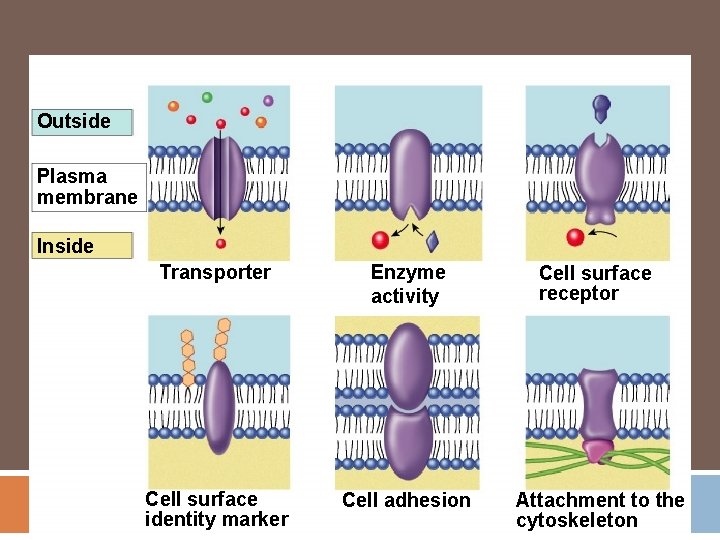 Outside Plasma membrane Inside Transporter Enzyme activity Cell surface receptor Cell surface identity marker