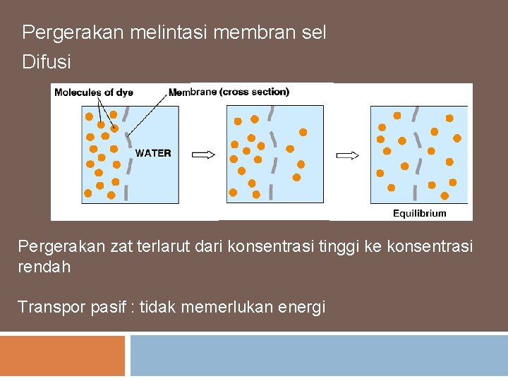 Pergerakan melintasi membran sel Difusi Pergerakan zat terlarut dari konsentrasi tinggi ke konsentrasi rendah