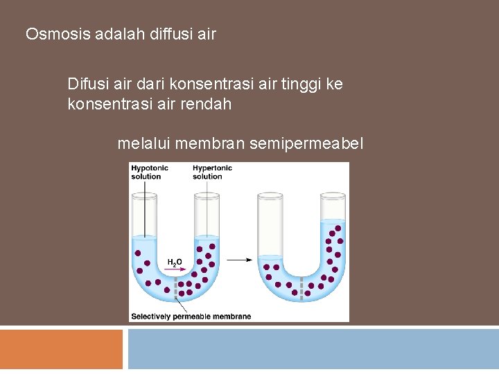 Osmosis adalah diffusi air Difusi air dari konsentrasi air tinggi ke konsentrasi air rendah