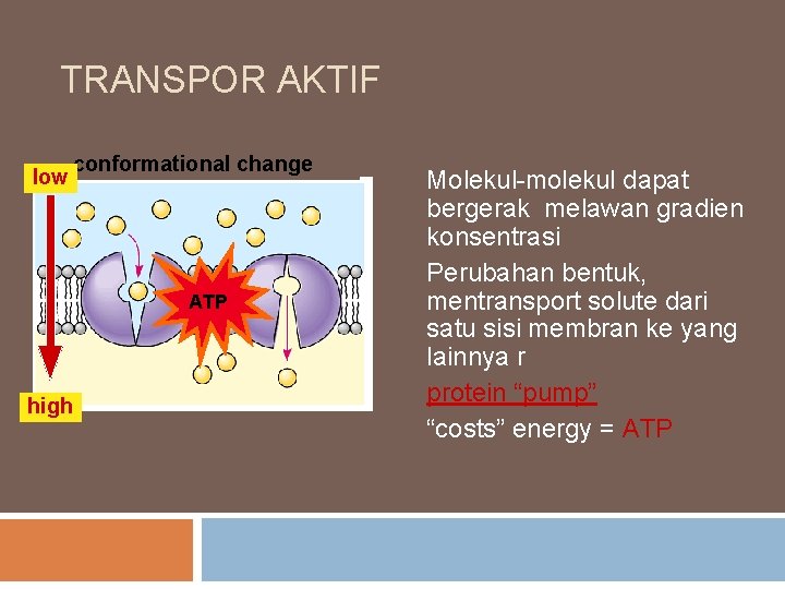 TRANSPOR AKTIF low conformational change ATP high Molekul-molekul dapat bergerak melawan gradien konsentrasi Perubahan TRANSPOR AKTIF low conformational change ATP high Molekul-molekul dapat bergerak melawan gradien konsentrasi Perubahan