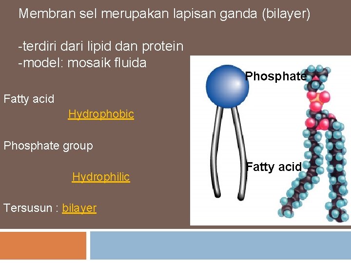 Membran sel merupakan lapisan ganda (bilayer) -terdiri dari lipid dan protein -model: mosaik fluida