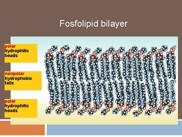 Fosfolipid bilayer polar hydrophilic heads nonpolar hydrophobic tails polar hydrophilic heads 