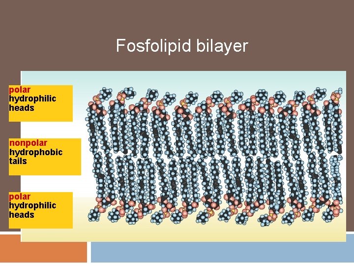 Fosfolipid bilayer polar hydrophilic heads nonpolar hydrophobic tails polar hydrophilic heads Fosfolipid bilayer polar hydrophilic heads nonpolar hydrophobic tails polar hydrophilic heads