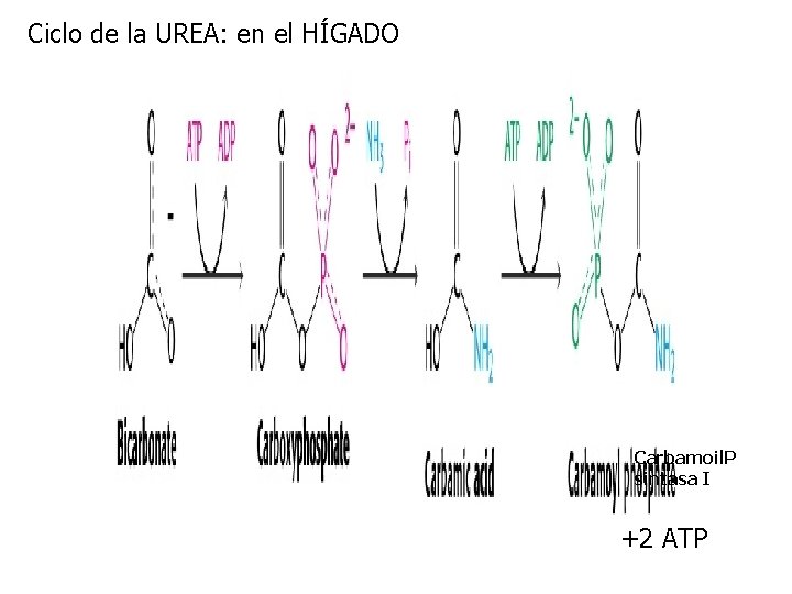 Ciclo de la UREA: en el HÍGADO Carbamoil. P sintasa I +2 ATP 