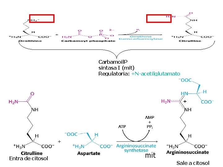 Carbamoil. P sintasa I (mit) Regulatoria: +N-acetilglutamato Entra de citosol mit Sale a citosol