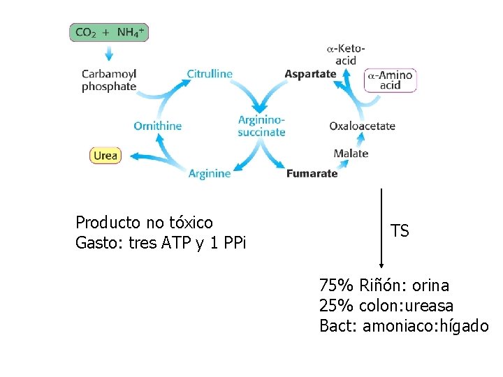 Producto no tóxico Gasto: tres ATP y 1 PPi TS 75% Riñón: orina 25%