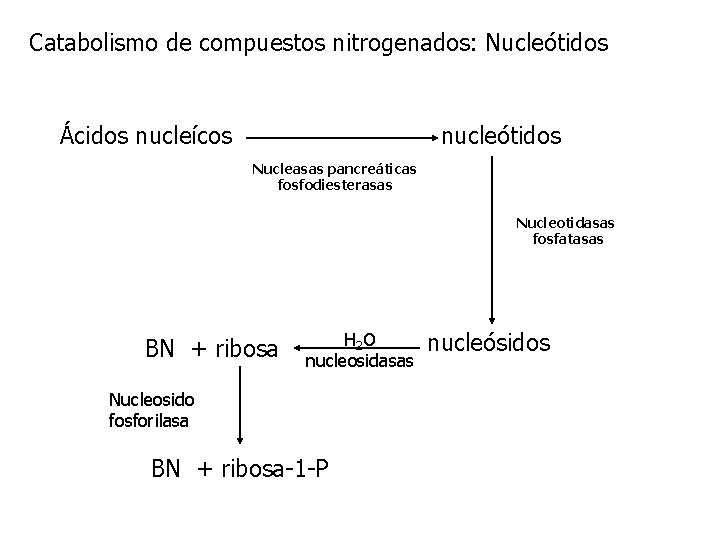 Catabolismo de compuestos nitrogenados: Nucleótidos Ácidos nucleícos nucleótidos Nucleasas pancreáticas fosfodiesterasas Nucleotidasas fosfatasas BN