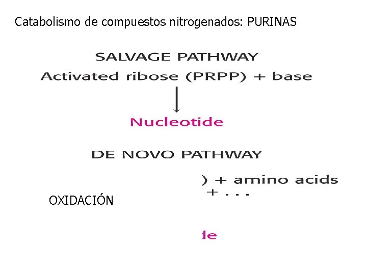 Catabolismo de compuestos nitrogenados: PURINAS OXIDACIÓN 