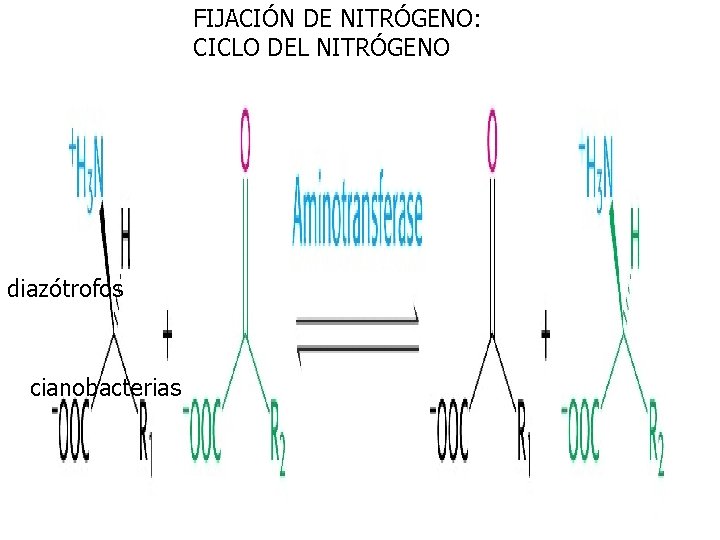 FIJACIÓN DE NITRÓGENO: CICLO DEL NITRÓGENO diazótrofos cianobacterias 