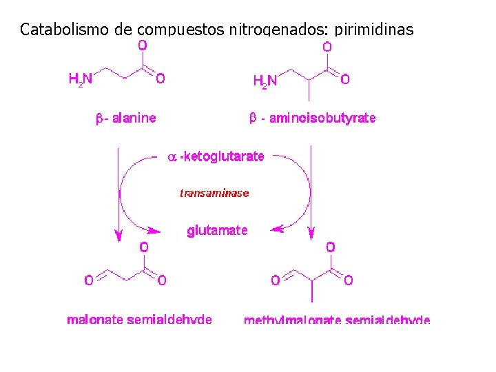 Catabolismo de compuestos nitrogenados: pirimidinas 