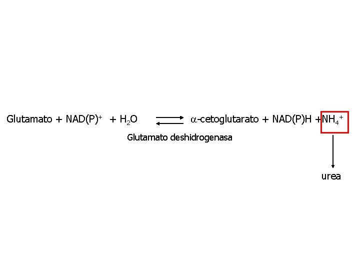 Glutamato + NAD(P)+ + H 2 O a-cetoglutarato + NAD(P)H +NH 4+ Glutamato