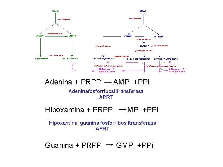 Adenina + PRPP AMP +PPi Adeninafosforribosiltransferasa APRT Hipoxantina + PRPP IMP +PPi Hipoxantina guanina