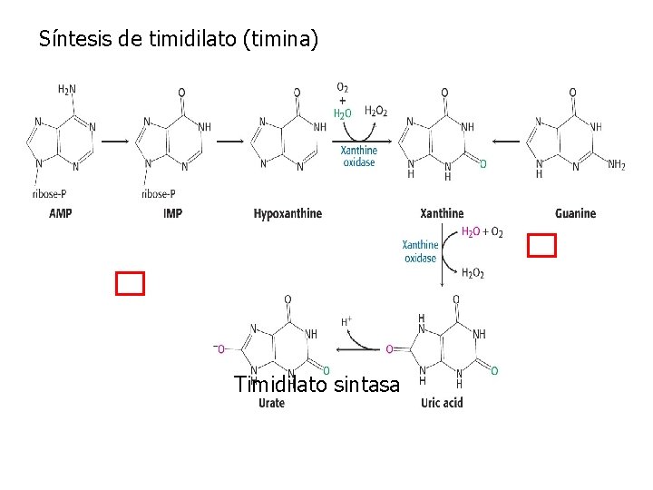 Síntesis de timidilato (timina) Timidilato sintasa 