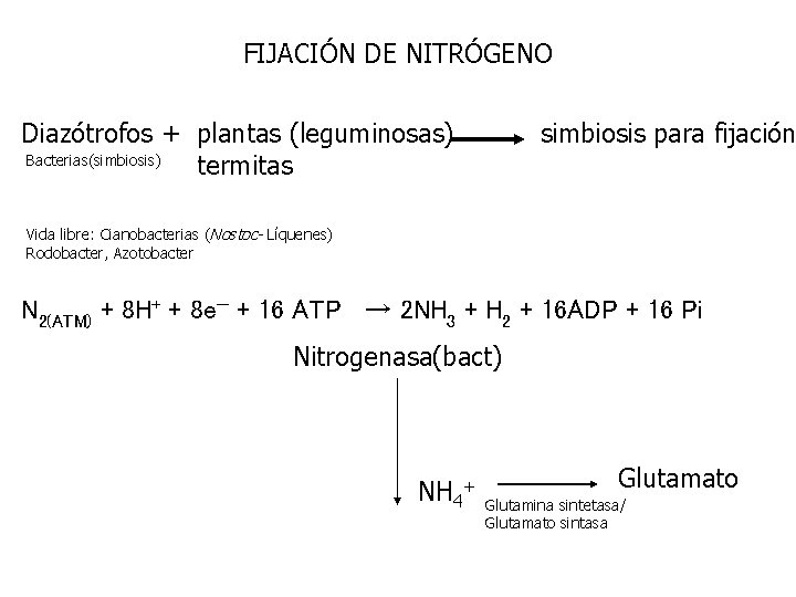 FIJACIÓN DE NITRÓGENO Diazótrofos + plantas (leguminosas) Bacterias(simbiosis) termitas simbiosis para fijación Vida libre: