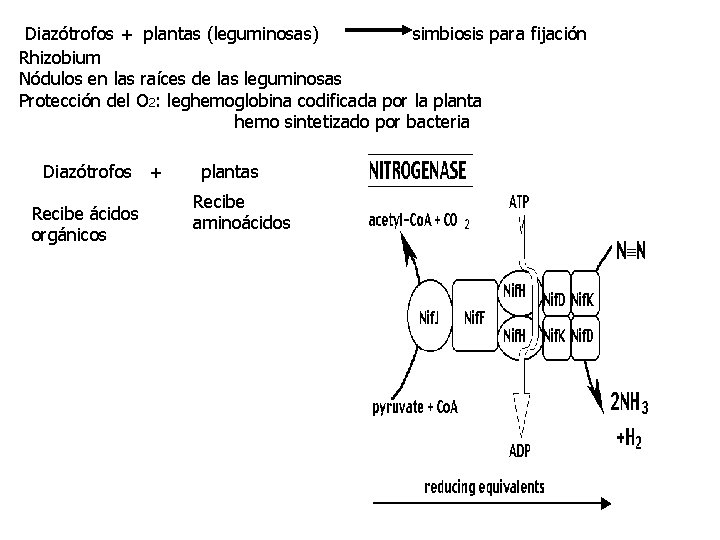 Diazótrofos + plantas (leguminosas) simbiosis para fijación Rhizobium Nódulos en las raíces de las