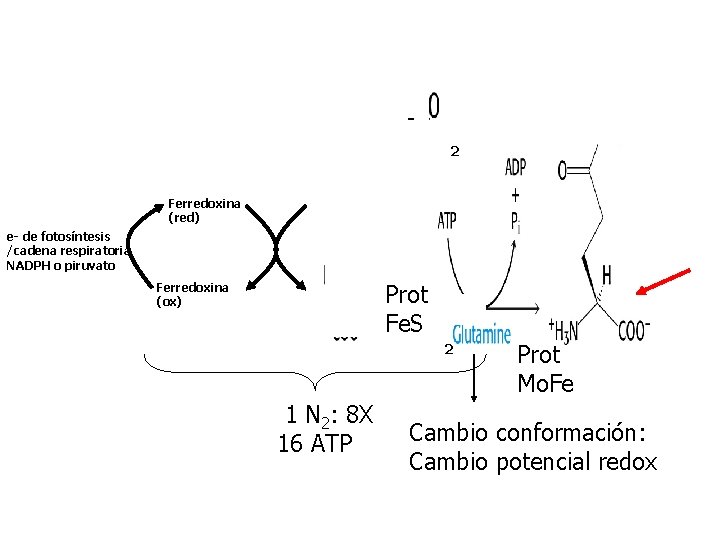 2 Ferredoxina (red) e- de fotosíntesis /cadena respiratoria NADPH o piruvato Prot Fe. S
