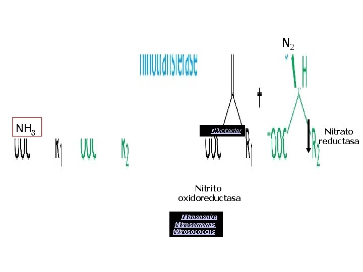 N 2 NH 3 as Nitrobacter Nitrito oxidoreductasa as Nitrosospira, Nitrosomonas Nitrosococcus Nitrato reductasa