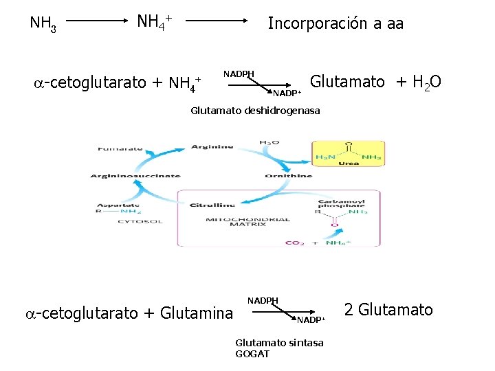 NH 3 NH 4+ a-cetoglutarato + Incorporación a aa NH 4+ NADPH NADP+ Glutamato