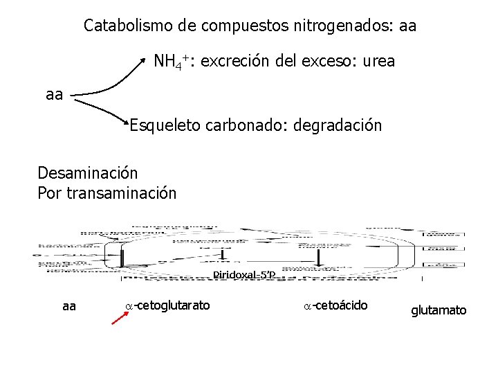 Catabolismo de compuestos nitrogenados: aa NH 4+: excreción del exceso: urea aa Esqueleto carbonado:
