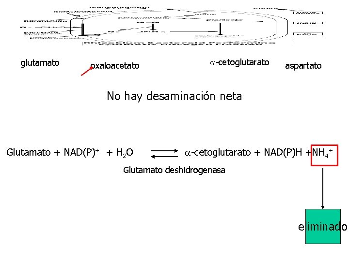 glutamato oxaloacetato a-cetoglutarato aspartato No hay desaminación neta Glutamato + NAD(P)+ + H 2