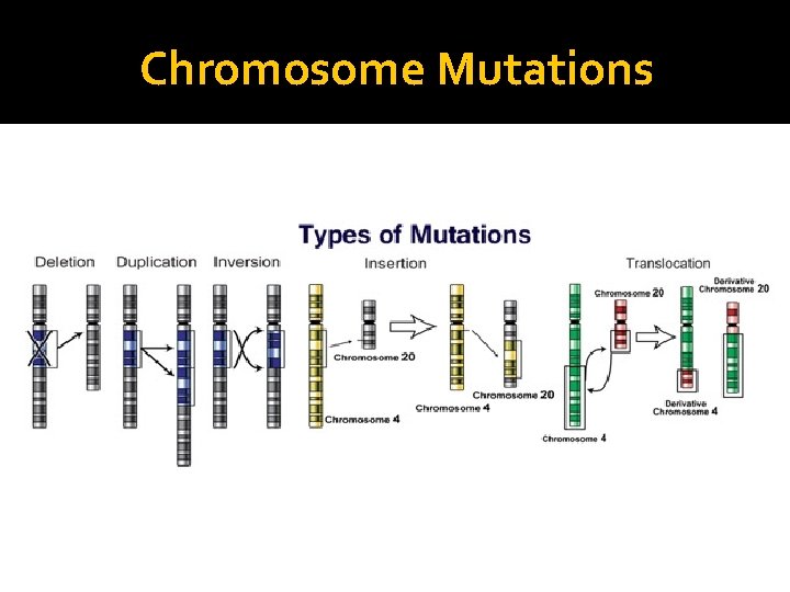 Chromosome Mutations Chromosome Mutations